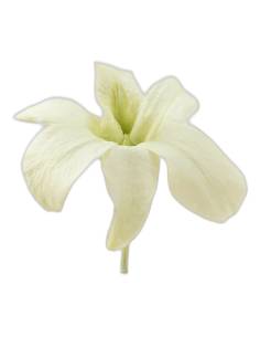 Fleur d'orchidée dendrobium stabilisée vert menthe, vue de face