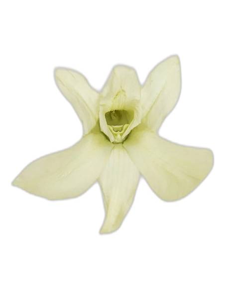 Fleur d'orchidée dendrobium stabilisée vert menthe, vue de profil