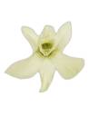 Fleur d'orchidée dendrobium stabilisée vert menthe, vue de profil