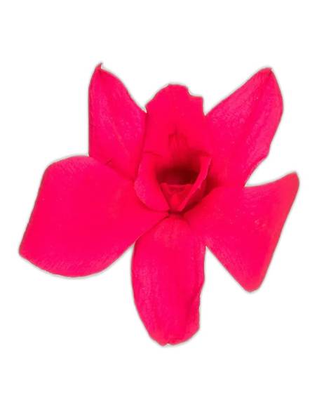 Fleur d'orchidée dendrobium stabilisée rose foncé, vue de face