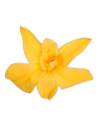 Fleur d'orchidée dendrobium stabilisée jaune chaud, vue de face