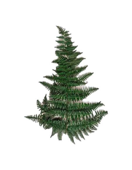 Fronde de fougère Asa stabilisée, vue entière sur fond clair