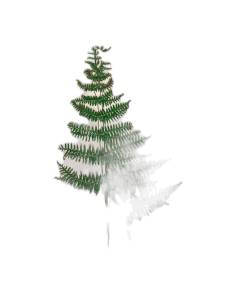 Fronde de fougère Asa stabilisée, vue entière sur fond clair 2