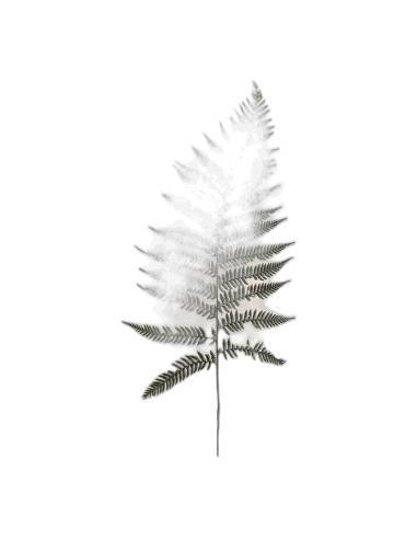 Fronde de fougère brillante stabilisée vue de face sur fond clair