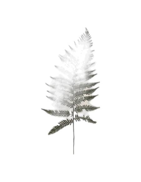 Fronde de fougère brillante stabilisée vue de face sur fond clair