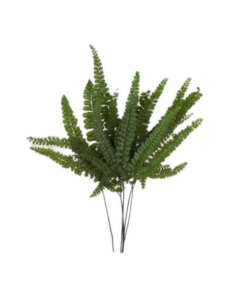 Frondes de fougère Felci stabilisée vertes, folioles arrondies sur tiges sombres, sur fond uni
