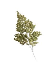 Fougère lutti stabilisée aux frondes fines et ramifiées 2