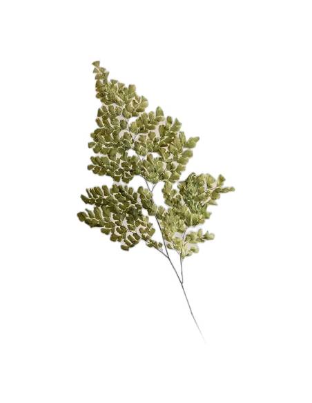 Fougère lutti stabilisée verte