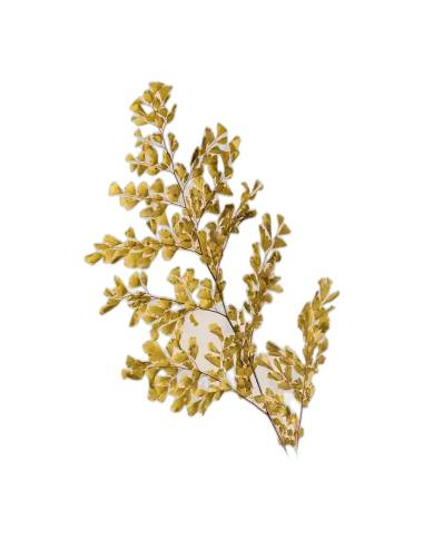Fougère lutti stabilisée rouge