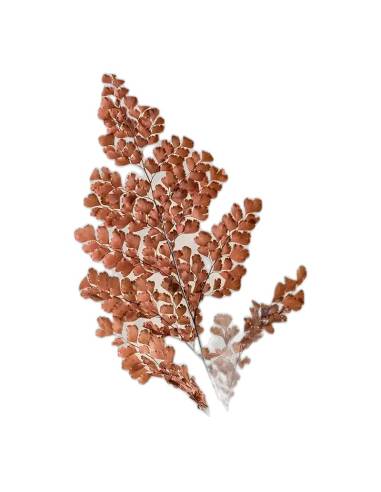 Détail des petites feuilles de la fougère lutti stabilisée