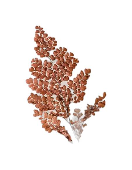 Détail des petites feuilles de la fougère lutti stabilisée