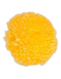 Tête de chrysanthème stabilisé jaune, fleur ronde aux pétales serrés, vue de dessus