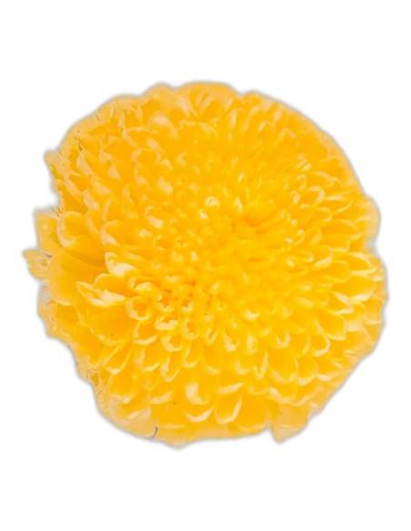 Tête de chrysanthème stabilisé jaune, fleur ronde aux pétales serrés, vue de dessus