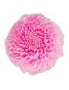 Chrysanthèmes stabilisés, boîte de 12 têtes, photo 4 sur 15