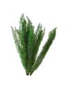 Botte de lagurus stabilisé vert, épis dressés