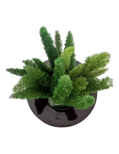 Lagurus stabilisé vert planté dans un pot noir
