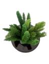 Lagurus stabilisé vert planté dans un pot noir