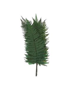 Botte de frondes de fougère phlebodium aureum stabilisée, vert soutenu, sur fond beige