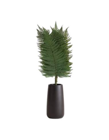 Fougère phlebodium aureum stabilisée dressée dans un vase noir