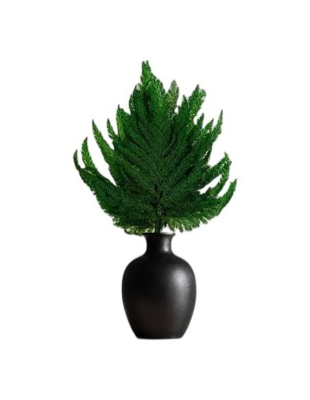 Fougère plume stabilisée dans un vase noir, posée sur une étagère de salon