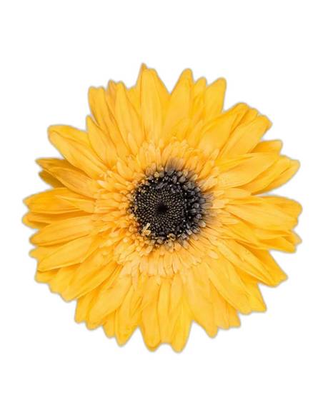 Tête de gerbera stabilisé jaune chaud vue de face, cœur sombre