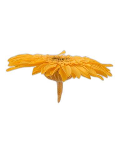 Tête de gerbera stabilisé jaune chaud vue de profil avec son pédoncule