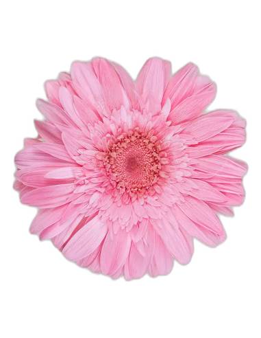 Tête de gerbera stabilisé rose pâle vue de face