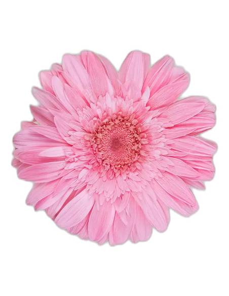 Tête de gerbera stabilisé rose pâle vue de face