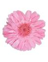 Tête de gerbera stabilisé rose pâle vue de face