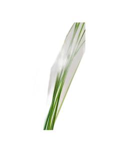 Botte de ginerium stabilisé, longues feuilles vertes fines, dressées puis retombantes 2