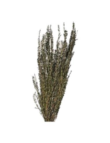 Botte de grabia stabilisée naturel, tiges fines et dressées