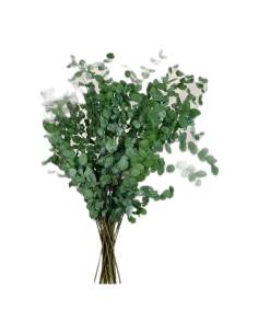 Botte d'eucalyptus gunnii stabilisé, branches à petites feuilles rondes