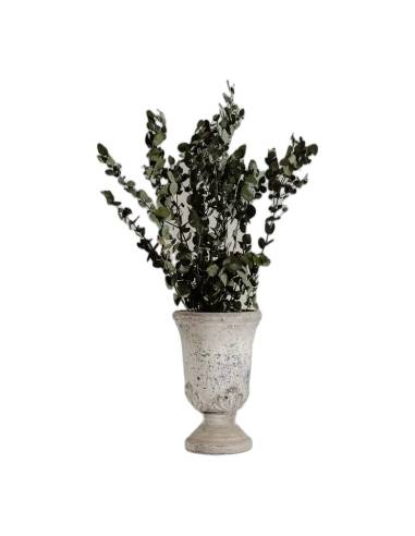Eucalyptus gunnii stabilisé dans un vase en pierre blanche