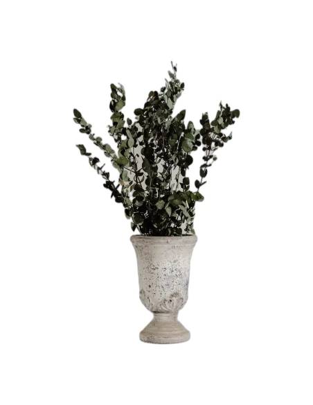 Eucalyptus gunnii stabilisé dans un vase en pierre blanche