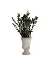 Eucalyptus gunnii stabilisé dans un vase en pierre blanche