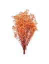 Gypsophile stabilisée orange, botte de tiges fleuries