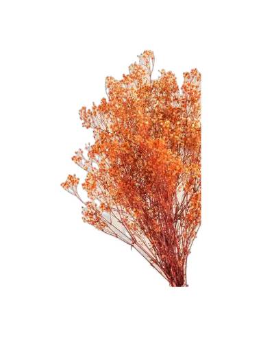 Gypsophile stabilisée orange, botte de tiges fleuries