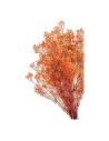 Gypsophile stabilisée orange, botte de tiges fleuries