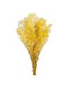 Gypsophile stabilisée jaune, botte de tiges fleuries