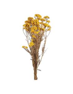 Botte de diosmi stabilisée jaune, grappes de petites fleurs rondes sur tiges fines brunes