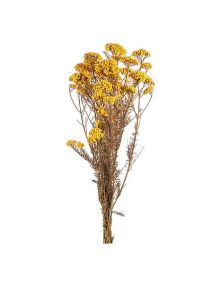 Botte de diosmi stabilisée jaune, grappes de petites fleurs rondes sur tiges fines brunes