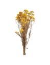 Botte de diosmi stabilisée jaune, grappes de petites fleurs rondes sur tiges fines brunes
