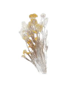 Botte de diosmi stabilisée jaune, grappes de petites fleurs rondes sur tiges fines brunes 2