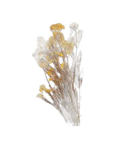 Diosmi stabilisée, grappes de petites fleurs rondes, vue 2 sur 25