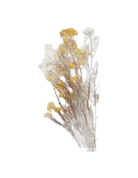 Diosmi stabilisée, grappes de petites fleurs rondes, vue 2 sur 25