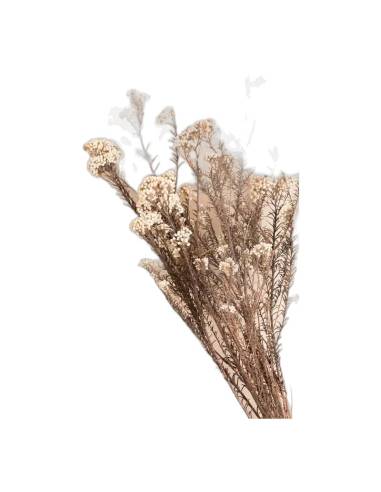 Diosmi stabilisée, grappes de petites fleurs rondes, vue 4 sur 25