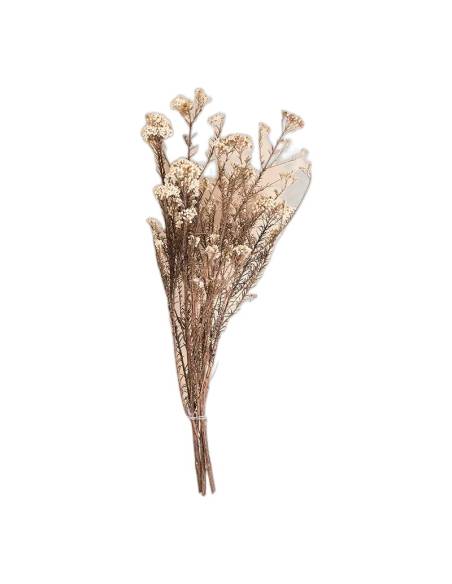 Diosmi stabilisée, grappes de petites fleurs rondes, vue 5 sur 25