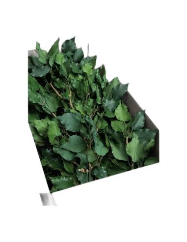 Carton ouvert rempli de branches de lierre Hedera arborea stabilisé en vrac