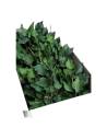 Carton ouvert rempli de branches de lierre Hedera arborea stabilisé en vrac