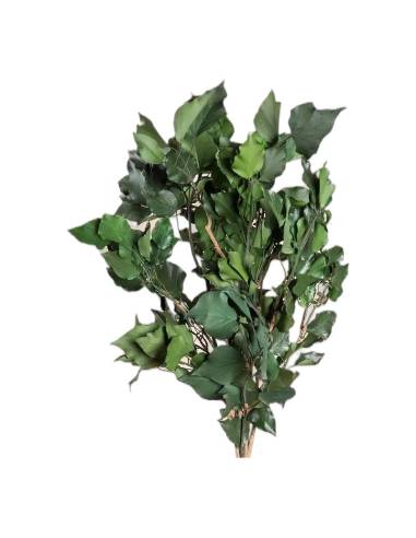 Botte de branches de lierre arborescent stabilisé aux feuilles vertes pointues